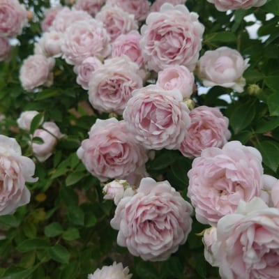 【Apple Roses】バラ苗『ハルシオン』大苗6号ポット植え [52210970]