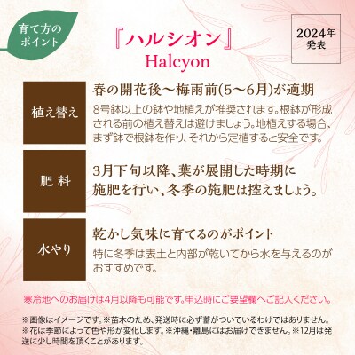 【Apple Roses】バラ苗『ハルシオン』大苗6号ポット植え