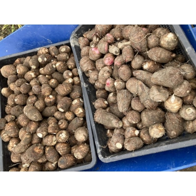 【わんぱく農園】里芋 2.5kg[52211004]