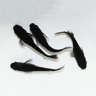 メダカ「オロチ」4匹セット