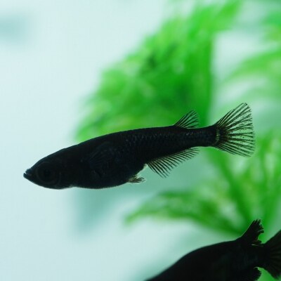 メダカ「オロチ」4匹セット