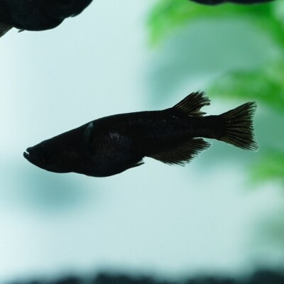 メダカ「オロチ」4匹セット