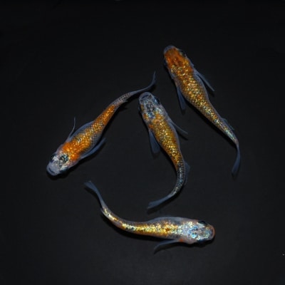 メダカ「大輝」4匹セット