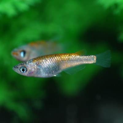 メダカ「大輝」4匹セット