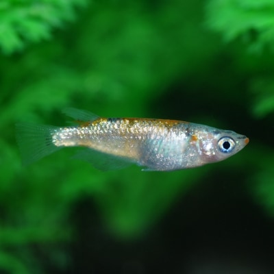 メダカ「大輝」4匹セット