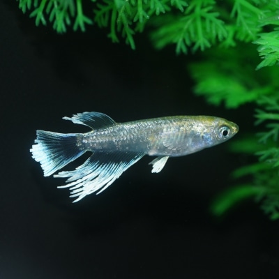 メダカ「エメキン」4匹セット