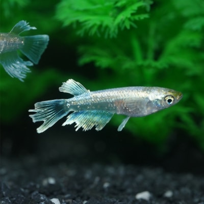 メダカ「エメキン」4匹セット