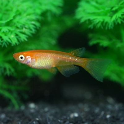 メダカ「紅帝リアルロングフィン」4匹セット