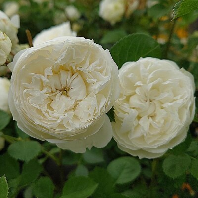 【Apple Roses】バラ苗『ノーブル・ハート』新苗育成苗6号ポット植え[52211010]