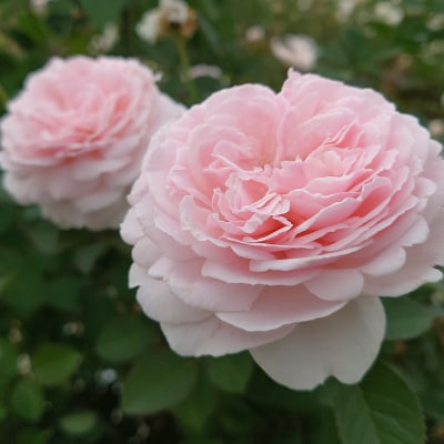 【Apple Roses】バラ苗 『いのり』 大苗6号ポット植え