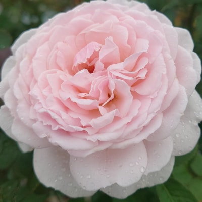 【Apple Roses】バラ苗 『いのり』 大苗6号ポット植え