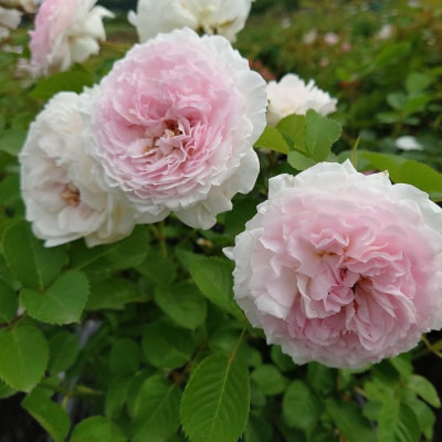 【Apple Roses】バラ苗 『いのり』 大苗6号ポット植え