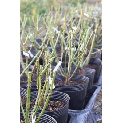 【Apple Roses】バラ苗 『いのり』 大苗6号ポット植え