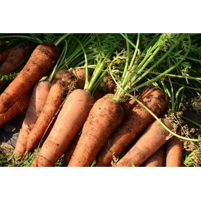 【のし付き】土からこだわったにんじんジュース　100%CARROT JUICE　720ml×2本