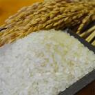 【令和6年産】さがびより　佐賀県鹿島産　白米　10kg