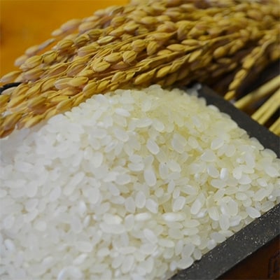 【令和5年産】さがびより　佐賀県鹿島産　白米　20kg