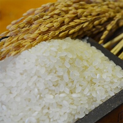 【令和5年産】さがびより・夢しずく　佐賀県鹿島産　白米　各5kg　食べ比べセット