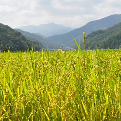 【令和5年産】さがびより・夢しずく　佐賀県鹿島産　白米　各5kg　食べ比べセット