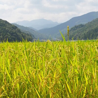【令和5年産】(真空パック)厳選さがびより　白米　5kg×3  佐賀県鹿島産
