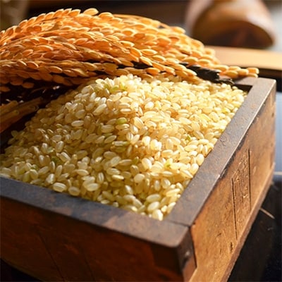 【令和5年産】さがびより　佐賀県鹿島産　玄米　10kg