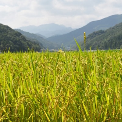 【真空パック】令和5年産　佐賀県産　さがびより　2kg×3