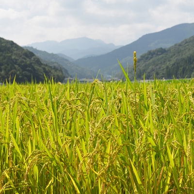 【数量限定】令和5年　佐賀県鹿島産　精白米　さがびより　10kg