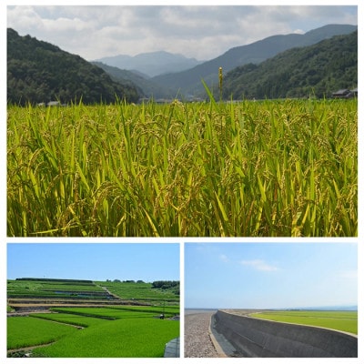 【令和7年産】佐賀県産 さがびより 玄米 30kg×1袋