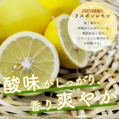 佐賀県鹿島市産　オーガニックレモン　2.5kg