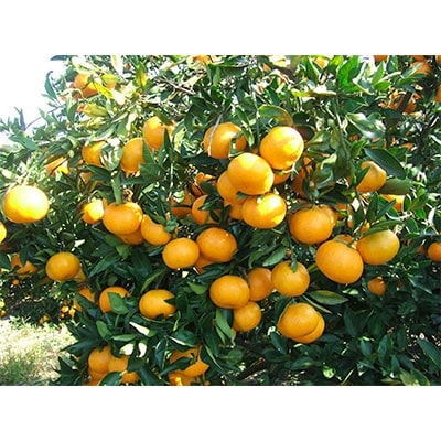 佐賀県鹿島市産　オーガニックみかんストレートジュース　200ml×10本セット