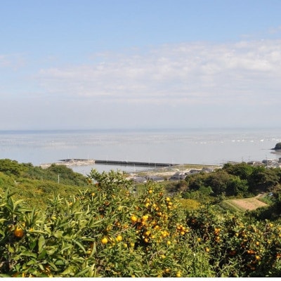 みかんみるくジェラート　7個入り