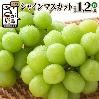 【先行予約】旬の採れたてシャインマスカット 約1.2kg 2～3房 佐賀県産(鹿島市)