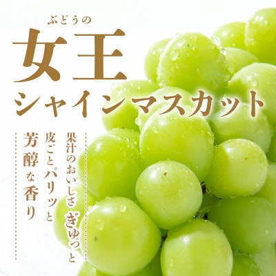 【先行予約】旬の採れたてシャインマスカット 約1.2kg 2～3房 佐賀県産(鹿島市)
