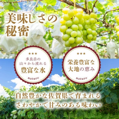 【先行予約】旬の採れたてシャインマスカット 約1.2kg 2～3房 佐賀県産(鹿島市)