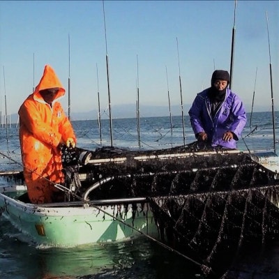 【有明海産】寿司のり50枚入り