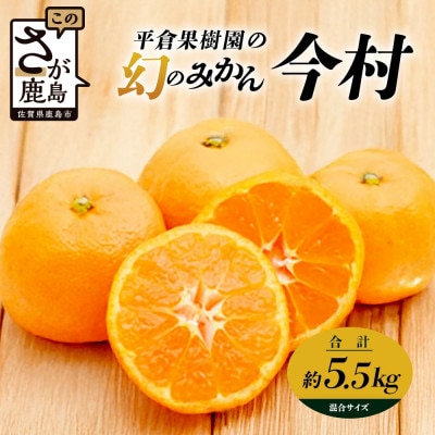【先行受付】幻のみかん 佐賀県鹿島産 平倉果樹園のみかん『今村』 約5.5kg サイズ混合