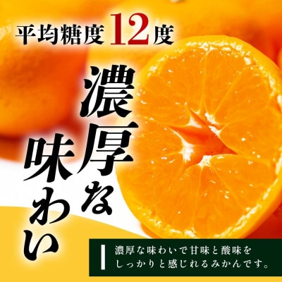 【先行受付】幻のみかん 佐賀県鹿島産 平倉果樹園のみかん『今村』 約5.5kg サイズ混合