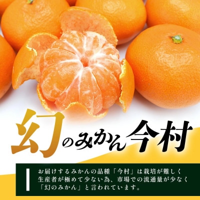 【先行受付】幻のみかん 佐賀県鹿島産 平倉果樹園のみかん『今村』 約5.5kg サイズ混合