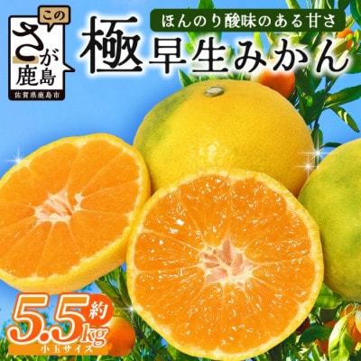 【先行受付】佐賀県鹿島産 平倉果樹園 極早生みかん 約5.5kg 小玉(S～2Sサイズ)