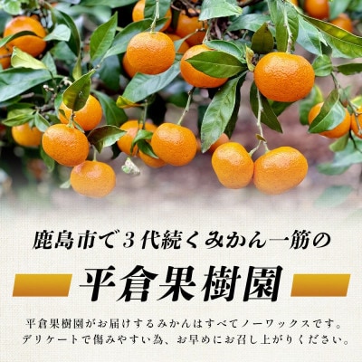 【先行受付】佐賀県鹿島産 平倉果樹園 極早生みかん 約5.5kg 小玉(S～2Sサイズ)