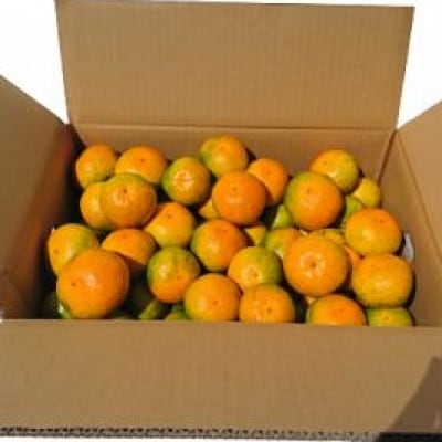 【先行受付】佐賀県鹿島産 平倉果樹園 極早生みかん 約5.5kg 小玉(S～2Sサイズ)