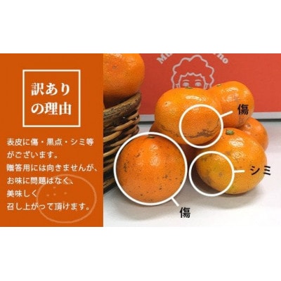 ”わーがと”鹿島産がばい訳アリみかん 約11kg【2023年発送】