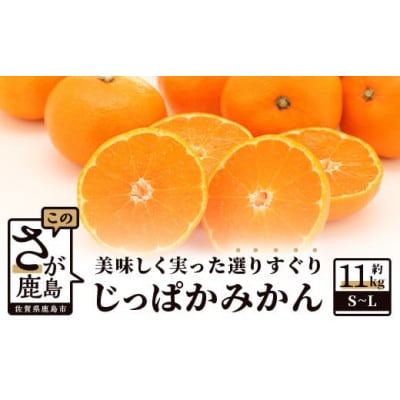 ”じっぱか”鹿島産みかん 約11kg 大中小サイズ別【2023年発送】