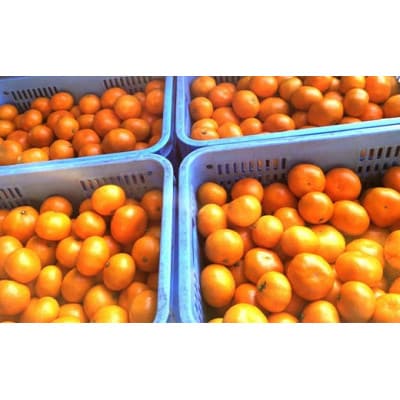 ”じっぱか”鹿島産みかん 約11kg 大中小サイズ別【2023年発送】