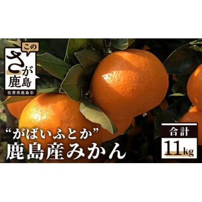 ”がばいふとか”鹿島産みかん 約11kg 大サイズ ご家庭用【2023年発送】