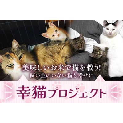 【返礼品なし】飼い主のいない猫も幸せに!『幸猫プロジェクト』