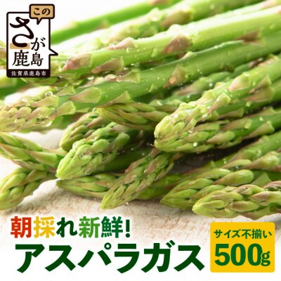 新鮮朝獲れ!!鹿島市産 アスパラガス 合計500g 【美味しい野菜で彩を】