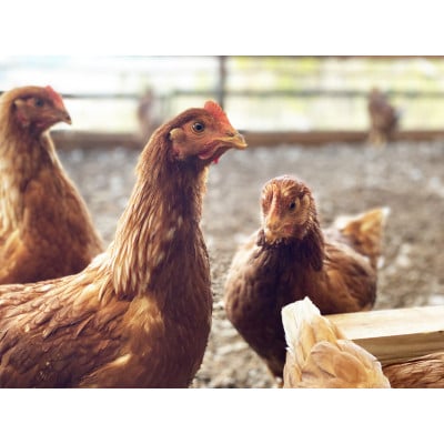 平飼いもみじ　20個入り箱
