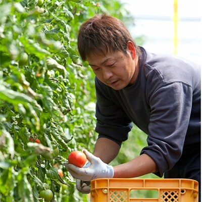 大地の100%完熟トマトジュース「プレミアムセット」(2種　計8本)