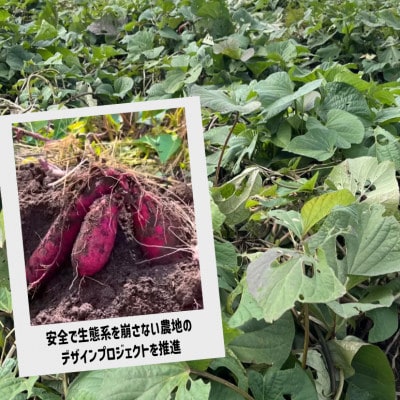 茨城県産　干し芋『蜜千姫』　100g×5袋