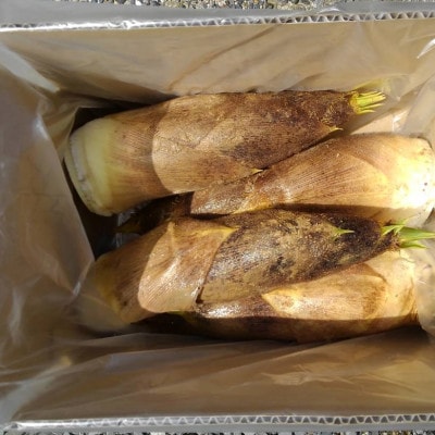 京のブランド野菜】朝掘り生たけのこ 3kg(家庭用) | 京都府